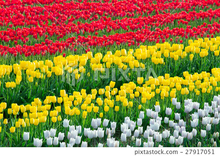 Toyama_盛開鬱金香領域 27917051