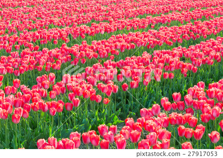 Toyama_盛開鬱金香領域 27917053