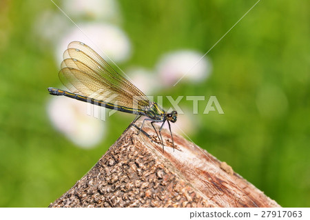 Japanese black strawberry (female) 27917063