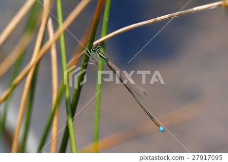 Asia Ittombo Asia Ittombo 27917095