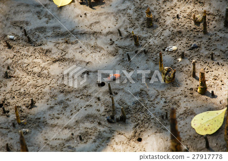 The crabs are living in the mangroves. The crabs are living in the mangroves. 27917778