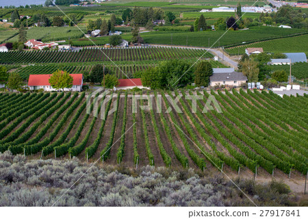 Rows of grape vines and vineyards 27917841