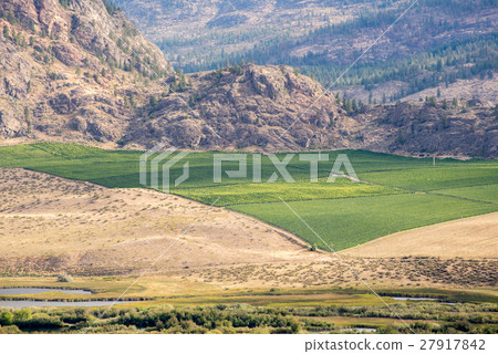 Green vineyard surrounded by dry rocky landscape Green vineyard surrounded by dry rocky landscape 27917842