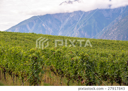 Rows of grape vines with mountains in the Rows of grape vines with mountains in the 27917843