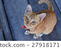 cute cat looking up 27918171