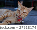 lazy cat lay down on the floor 27918174