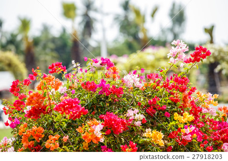 colorful bougainvillea flower colorful bougainvillea flower 27918203