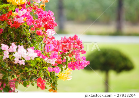 colorful bougainvillea flower colorful bougainvillea flower 27918204