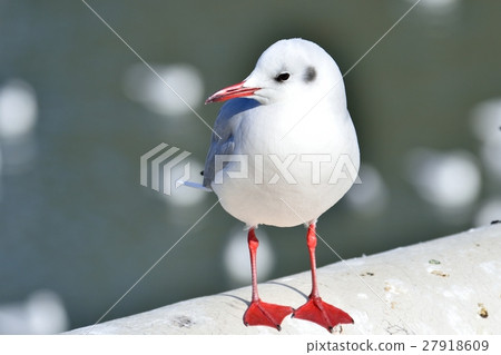 Uricamome Uricamome 27918609
