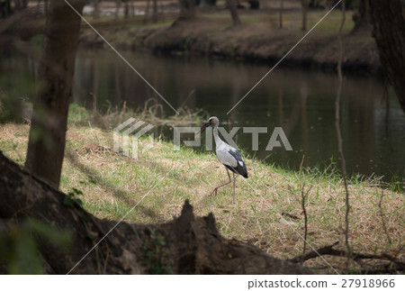 Openbill birds are on the canal 27918966