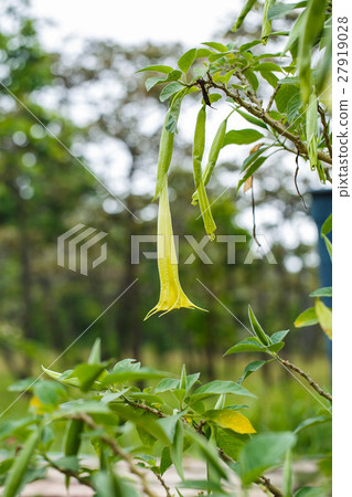 Large pastel yellow trumpet flowers of Datura Large pastel yellow trumpet flowers of Datura 27919028