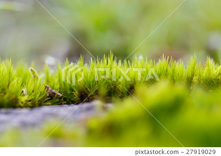 green mos on the tree green mos on the tree 27919029