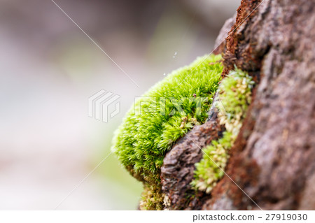 green mos on the tree green mos on the tree 27919030