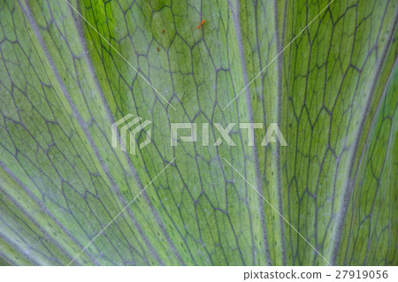 Crown Staghorn on tree in garden 27919056