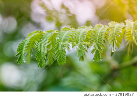 Rain drops on green leaves. 27919057