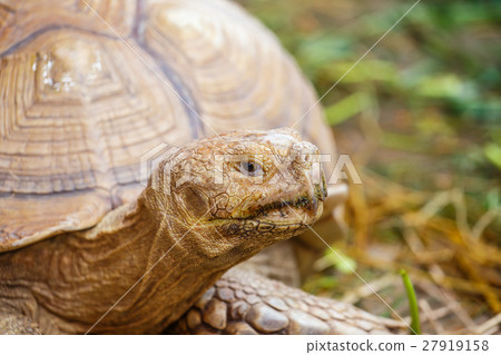 giant turtles close up giant turtles close up 27919158