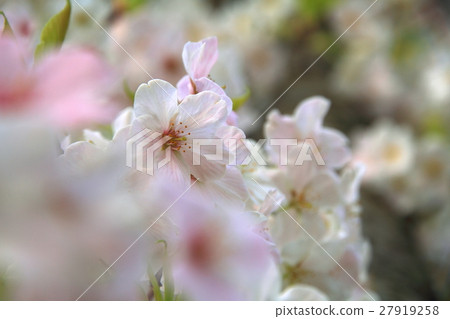 Sakura _ 010 Sakura _ 010 27919258