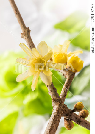 Spring Flower Chimonanthus praecox 27919770