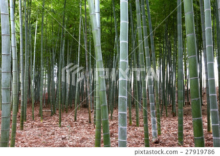 Kairakuen的竹林 27919786