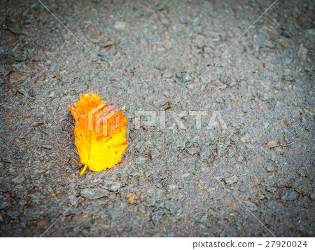 Unknown fallen yellow leaf on the walking street Unknown fallen yellow leaf on the walking street 27920024