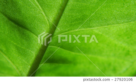 葉子植物 27920106