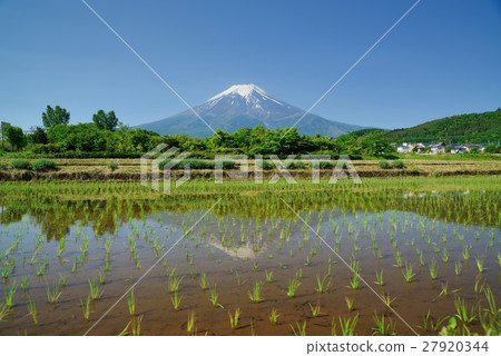 山梨縣富士吉田市的稻田和富士山 27920344