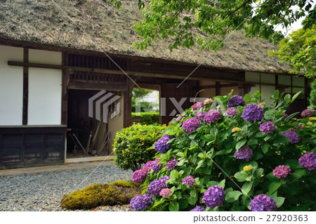 靜岡縣牧之原市大野家庭繡球花 27920363