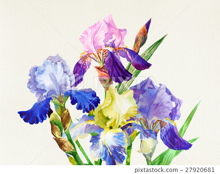 Blue irises. Watercolor flowers Blue irises. Watercolor flowers 27920681