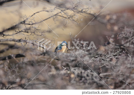 翠鳥 翠鳥 27920808