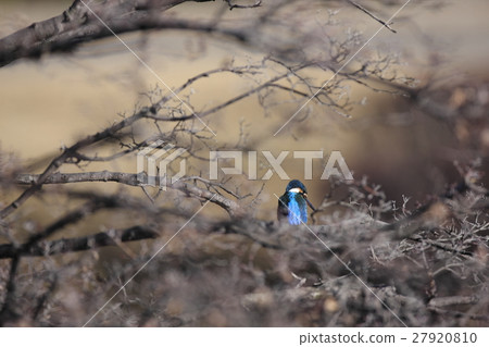 翠鳥 翠鳥 27920810