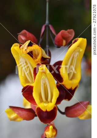 Thunbergia mysorensis 27921078