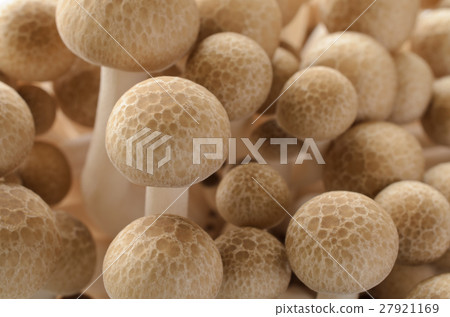 Beech Shimeji 27921169