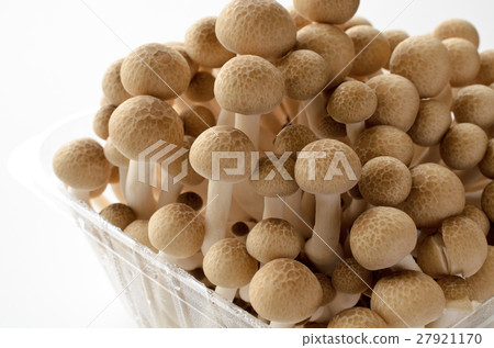 Beech Shimeji 27921170