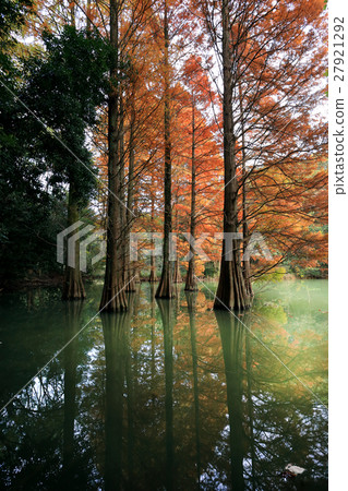 Lakshow Fall pine tree Lakshow Fall pine tree 27921292