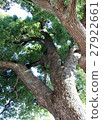 樟樹 27922661