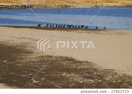 Wetlands wetlands wild birds living in waterside Wetlands wetlands wild birds living in waterside 27922723
