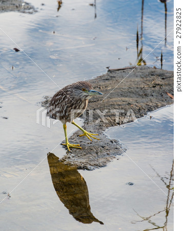 山羊的幼鳥 27922825