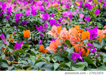 九重葛花園 27922854