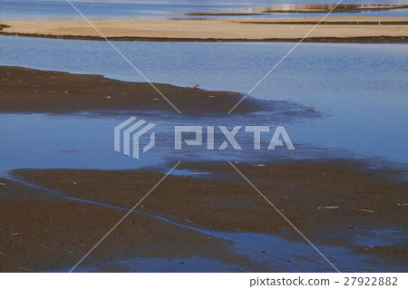 濕地濕地生活在水邊的野生鳥類 27922882