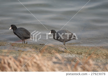 餵養吉野川口 餵養吉野川口 27923078
