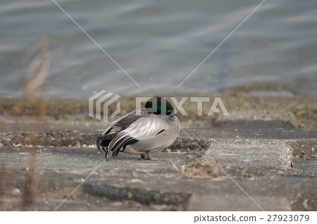 Yoshigamo在吉野河口休息 27923079