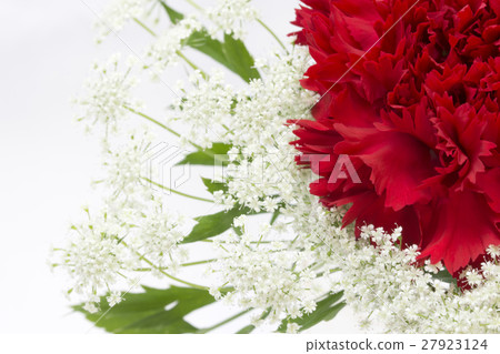 Carnation Bouquet Image Close-up 27923124