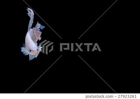 Siamese fighting fish background 27923261