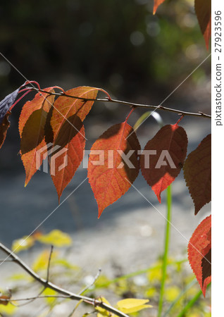 Autumn leaves in the Takeda Valley 27923596