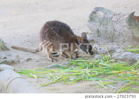 Tokuyama Zoo Palma Wallaby 27923750