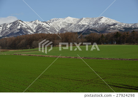 Shimake Autumn in Hokkaido Shimane Town Shooting with wheat green buds gathered and snowy mountain on the back 27924298