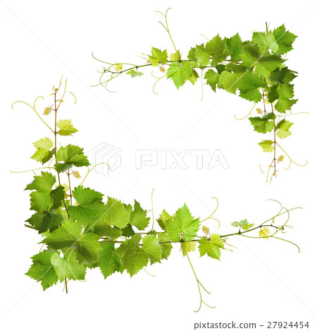 Bunch of green vine leaves and grapes vine 27924454