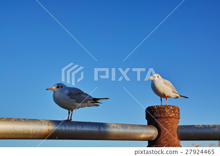 Wild bird Winter Two under the sunny sky Wild bird Winter Two under the sunny sky 27924465