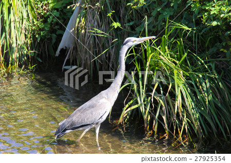 Gray heron Gray heron 27925354