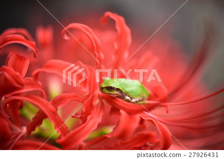 Frog Higambana 27926431